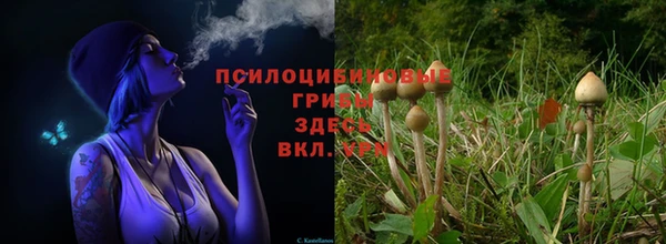 крисы Нефтекумск